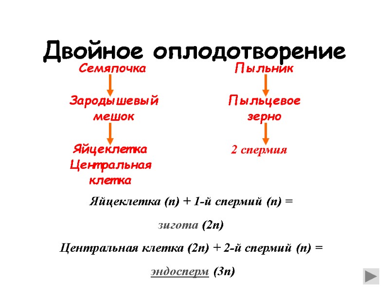 Двойное оплодотворение Яйцеклетка Центральная клетка Семяпочка Пыльник Пыльцевое зерно Двойное оплодотворение Яйцеклетка Центральная клетка Семяпочка Пыльник Пыльцевое зерно